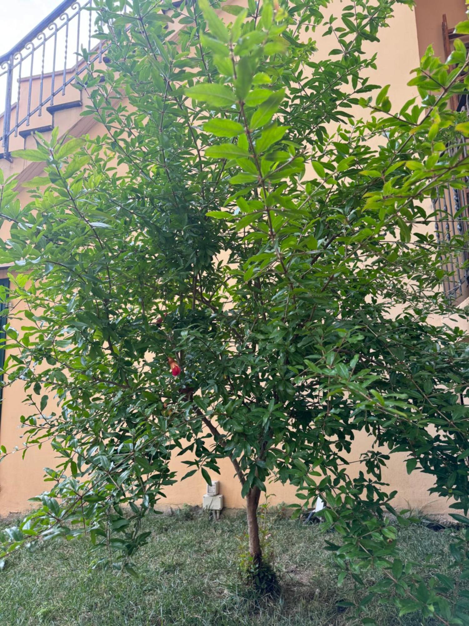 La Casa Di Grace Apartment Florence Exterior photo
